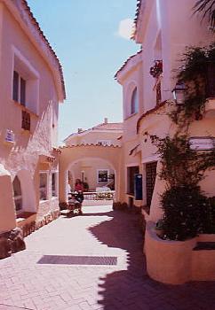 cervo23.jpg 17.2K
