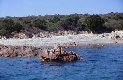 razza_di_junco_07.jpg 23.8K
