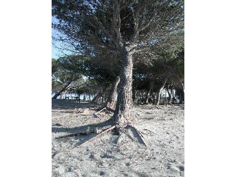 pineta1.jpg 39.0K