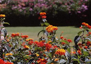 fiori.jpg 26.6K
