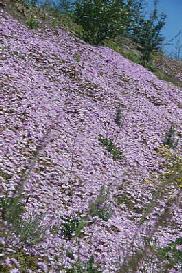 fiori01.jpg 21.7K