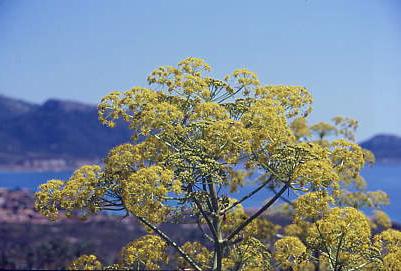 fiori02.jpg 24.8K