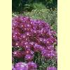 fiori03_s.jpg 3.5K
