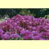 fiori04_s.jpg 3.2K
