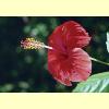 fiori05_s.jpg 2.8K