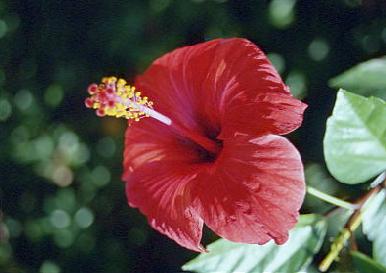 fiori06.jpg 17.9K