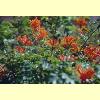 fiori07_s.jpg 3.5K