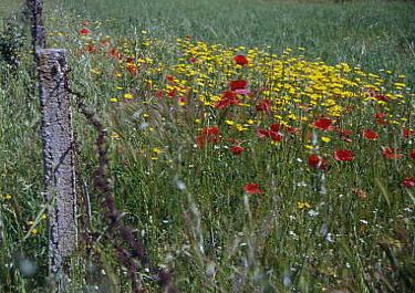 fiori13.jpg 34.9K