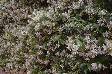 fiori15.jpg 39.2K