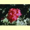 fiori_gerani_s.jpg 3.2K