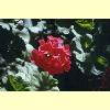 fiori_geranio1 _s.jpg 3.3K