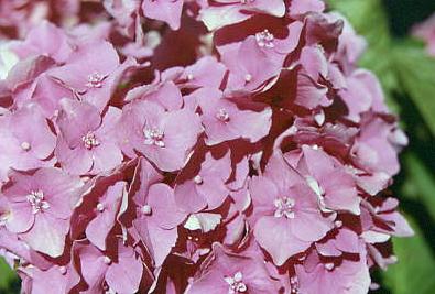 fiori_ortensia.jpg 26.5K
