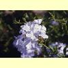 fiori_violetti_s.jpg 3.3K