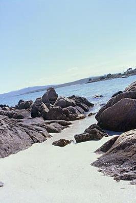 pellicano_02.jpg 16.8K