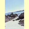 pellicano_02_s.jpg 2.3K