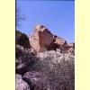 capo_orso8_s.jpg 2.8K